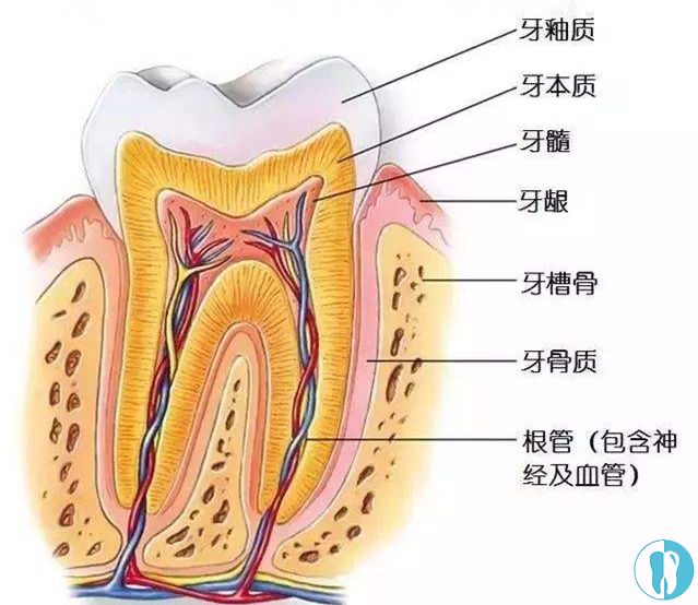这根管治疗的步骤和费用一览里