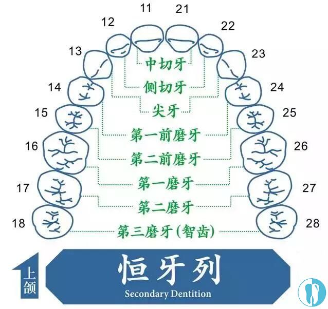 牙齿结构示意图