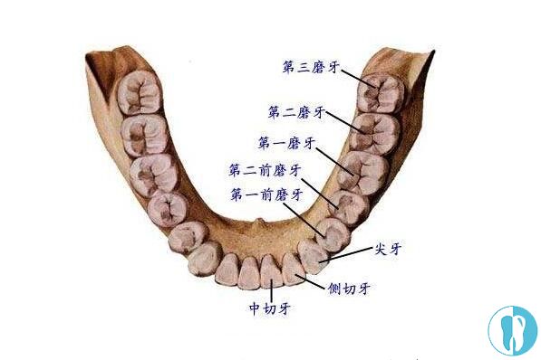 第三磨牙是什么位置图片